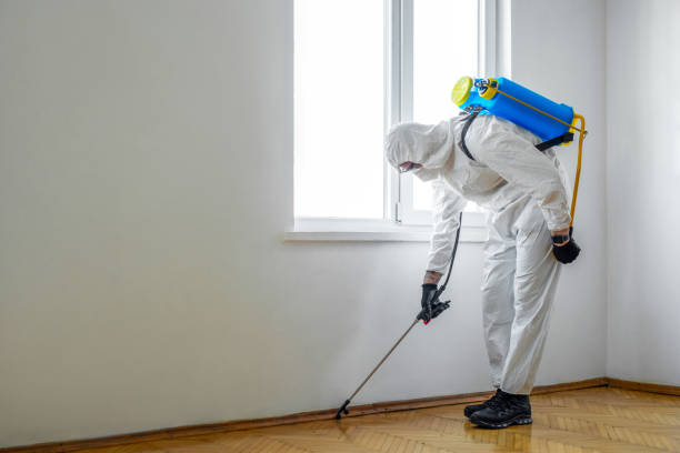 Best Wasp Removal Services  in Olney, IL