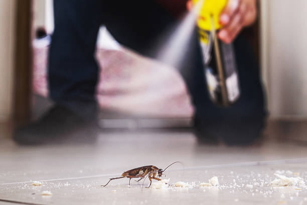 Reliable Olney, IL Pest Control Solutions